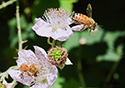 Apis mellifica mellifica ligustica